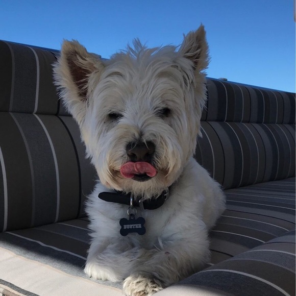 Meet your Posher, Jack - Picture 1 of 1